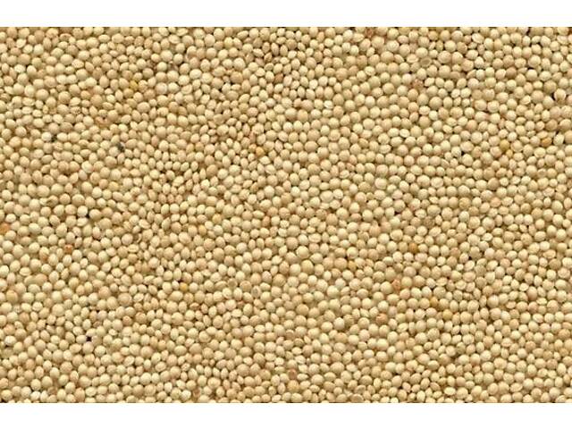 Крупа амарантова шліфована 30 кг - Фото 3