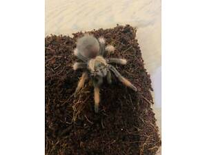 Крупные пувуки птахоеды Брахипельма Эмилия, самки и самцы 5-6 см.