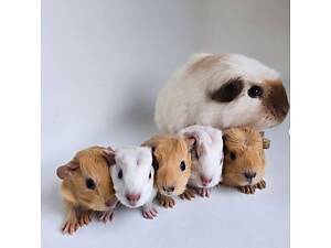 Круті класні милі морські свинки, чудовий варіант для дитини