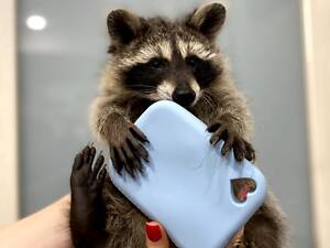 Крихітка єнотик