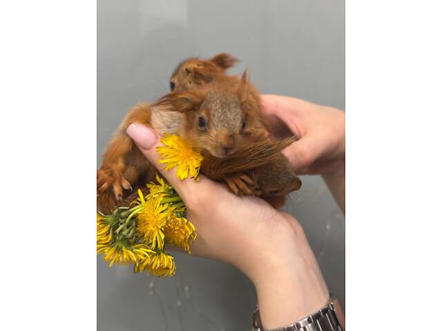 Кримська вольєрна білка - Фото 1