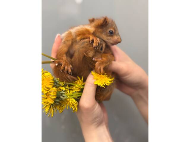 Кримська вольєрна білка - Фото 2