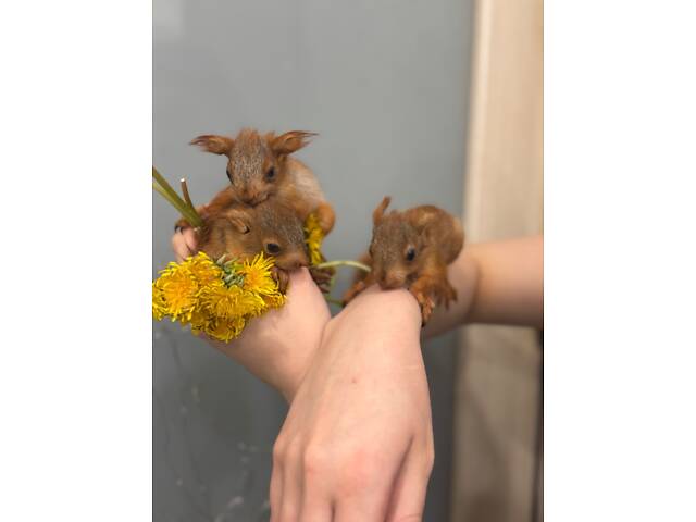 Кримська вольєрна білка - Фото 3