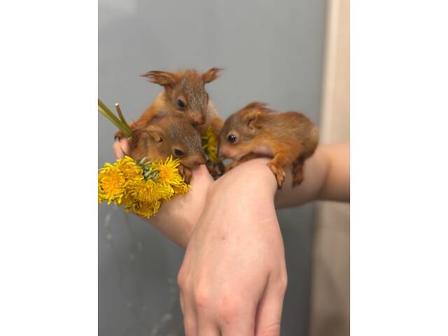 Кримська вольєрна білка - Фото 4