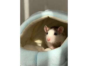 Щури. мишки для дому, декоративні щури дуже ручні.