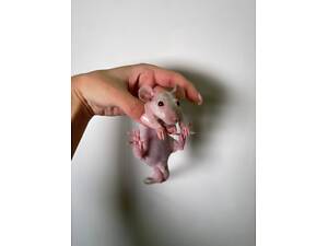 Крисенята різних порід