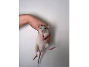 Крисенята різних порід