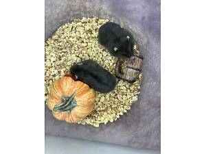 Кумедні джунгарські хом'ячки, різін забарвлення, ручні