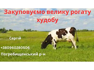 Куплю худобу (бики, корови і молочні телята) Вінницька область