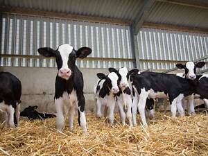 Покупаем бычков по всей Украине. Высокие цены и порядочность гарантированы!