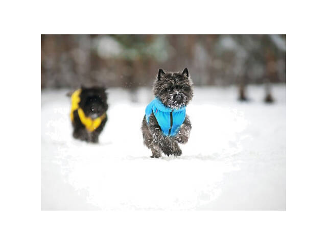 Курточка для тварин Collar AiryVest 'Colors of freedom' XS 25 (4440-4020) - Фото 7