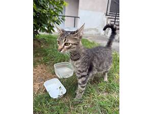 Кішка кішка котуля