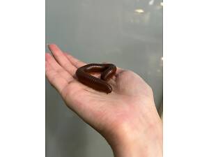 Кивсяк Гигантский - милые многоножки от 12 см