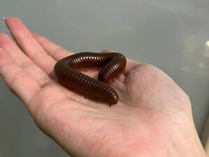 Калита монах квакер- повністю ручні пташенята різних кольорів для розмови