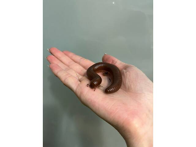 Калита монах квакер- повністю ручні пташенята різних кольорів для розмови - Фото 2