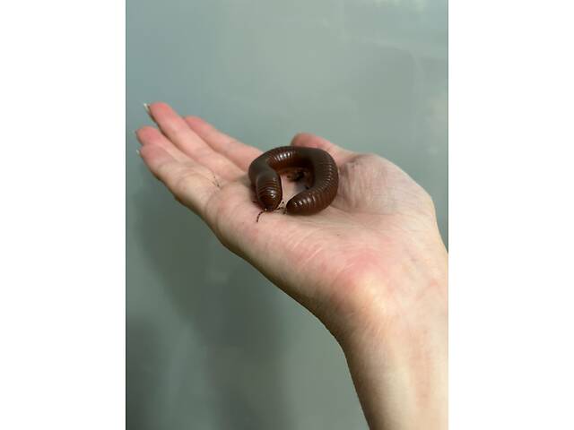 Калита монах квакер- повністю ручні пташенята різних кольорів для розмови - Фото 3