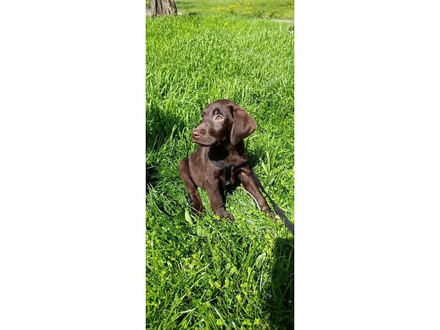 Лабладор ретрівер - Фото 1