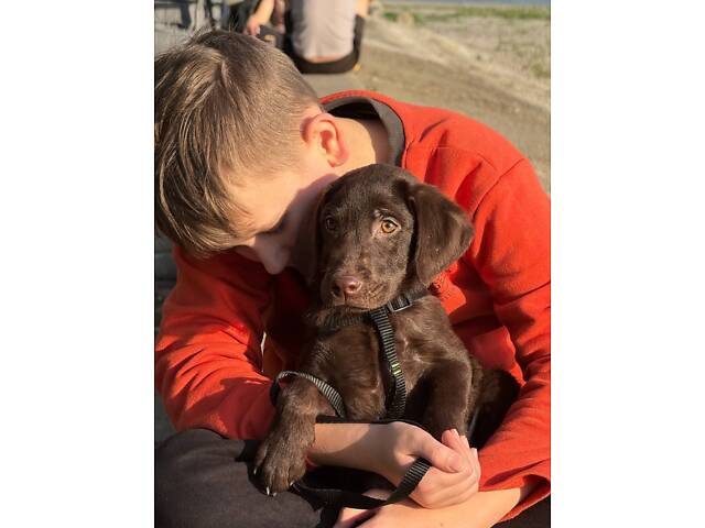 Лабладор ретрівер - Фото 2