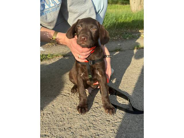 Лабладор ретрівер - Фото 3