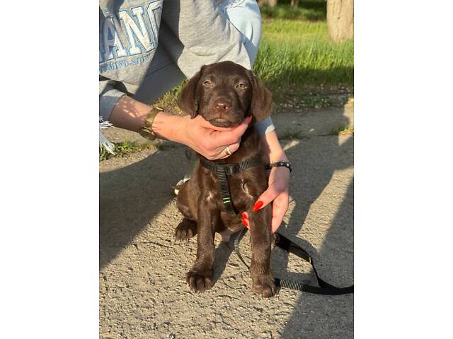 Лабладор ретрівер - Фото 4