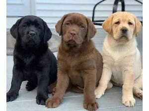 Лабрадор Черный, Шоколадные девочки Шоколадный Лабрадор Ретривер