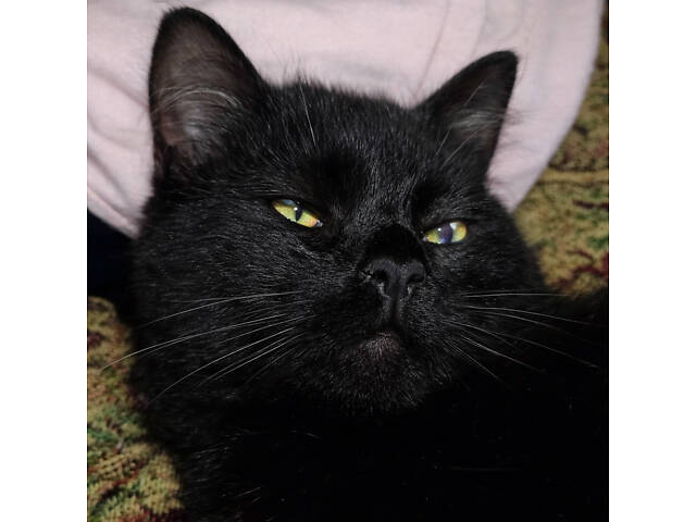 Ласковая черно-бурая кошка ищет добрую семью. - Фото 1