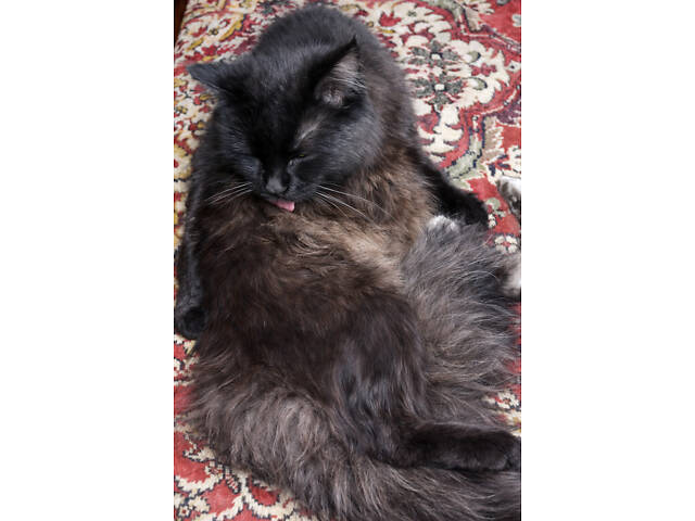 Ласковая черно-бурая кошка ищет добрую семью. - Фото 2