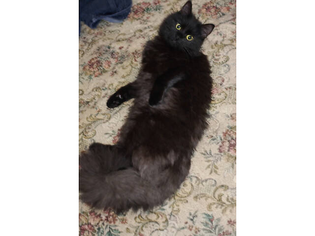 Ласковая черно-бурая кошка ищет добрую семью. - Фото 3
