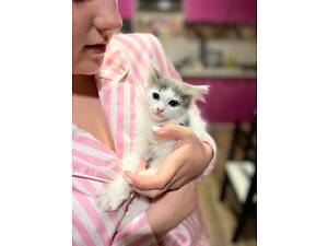 Кроткие котики