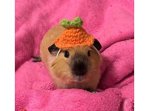 Лагідні морські свинки для дому, домашні свинки, морська свинка