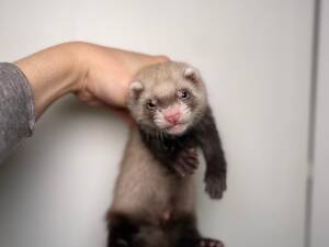 Лагідні ручні декоративні тхорики, грайливі малюки фретка