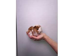 Лагідні ручні морські свинки власного розведення