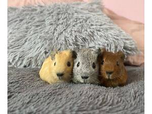 Лагідні цікаві декоративні морські свинки, морська свинка для дому