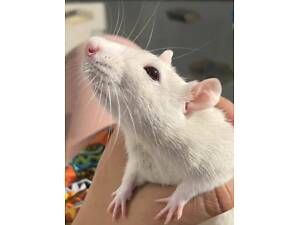 Ласкаві пацючки щурики декоративні для дому, неймовірно ручні