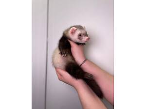 Ласкавий ніжний тхорик, фретка