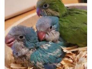 Ласковые красавчики для разговора