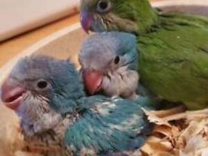 Ласковые красавчики для разговора