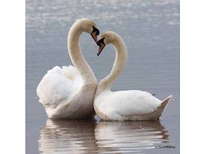 Лебеди белые, возможна пара, доставка есть, очень приятное предложение.