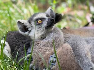 Лемур катта кільцехвостий
