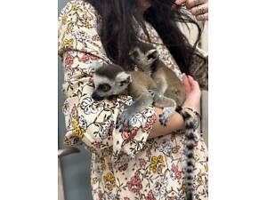 Лемур катта, лемури катта