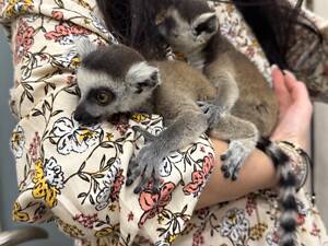 Лемур катта, лемури катта