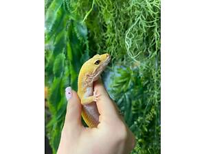 Леопардовий еублефар