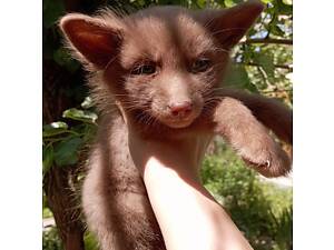 лиса, лиса, лисья