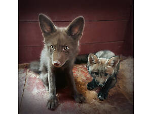 лиса рыжая. Лисиця