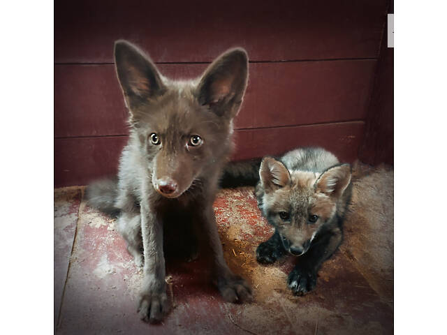 лисиця руда. Лисиця - Фото 1