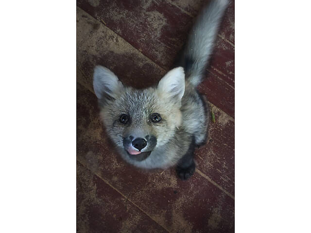 лисиця руда. Лисиця - Фото 2