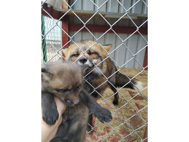 лисиця руда. Лисиця - Фото 3