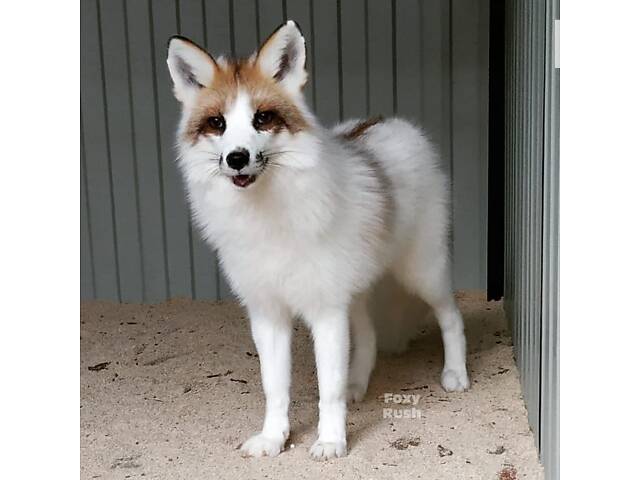 лисята окраса Сангло ( красный мрамор) - Фото 2