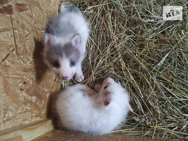 лисята окраса Сангло ( красный мрамор) - Фото 3