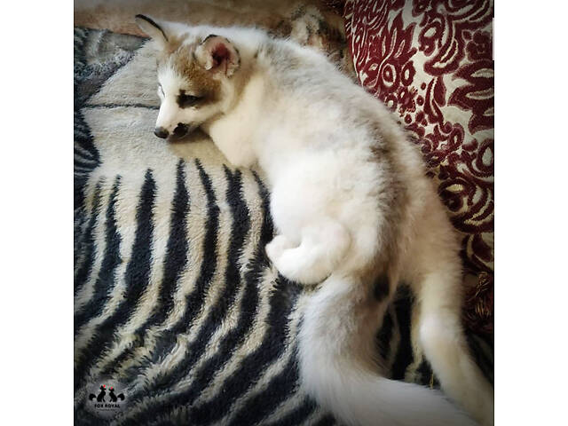 лисята окраса Сангло ( красный мрамор) - Фото 4